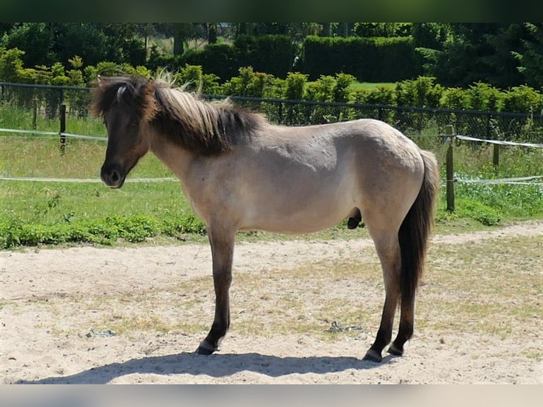 Islandpferd Wallach 2 Jahre 139 cm Falbe in Kranenburg