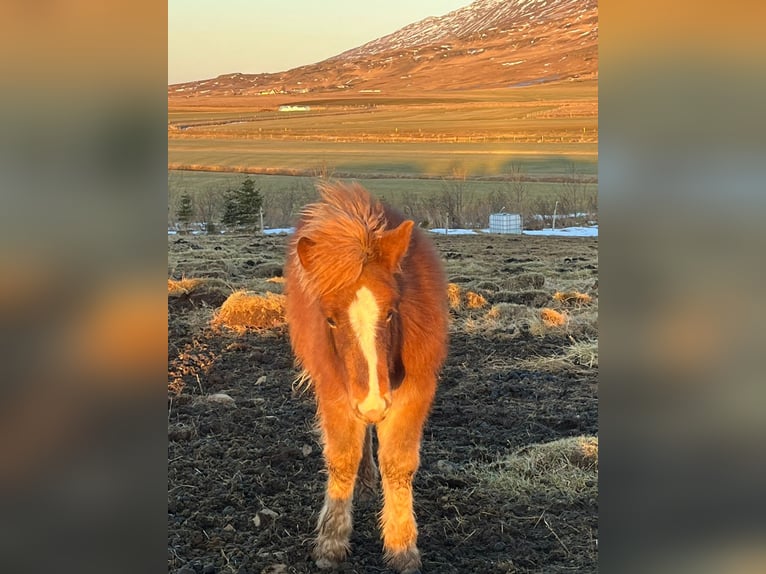 Islandpferd Wallach 2 Jahre 140 cm Dunkelfuchs in Varmahl&#xED;&#xF0;