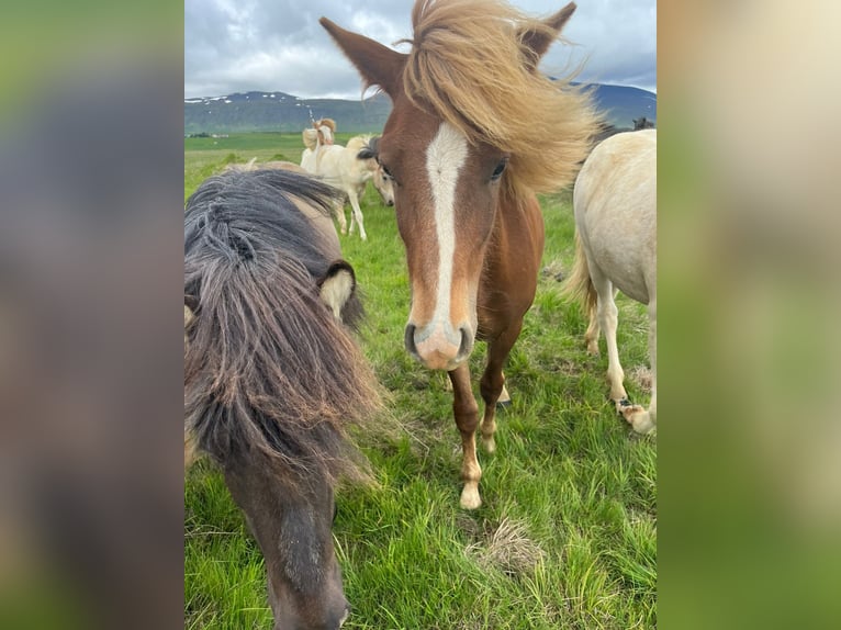 Islandpferd Wallach 2 Jahre 140 cm Dunkelfuchs in Varmahl&#xED;&#xF0;