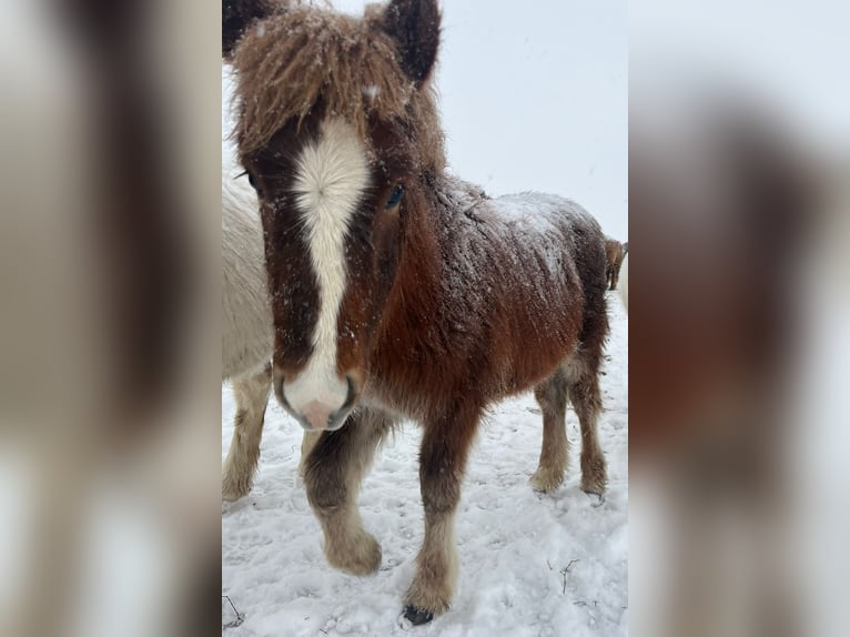 Islandpferd Wallach 2 Jahre 140 cm Dunkelfuchs in Varmahl&#xED;&#xF0;