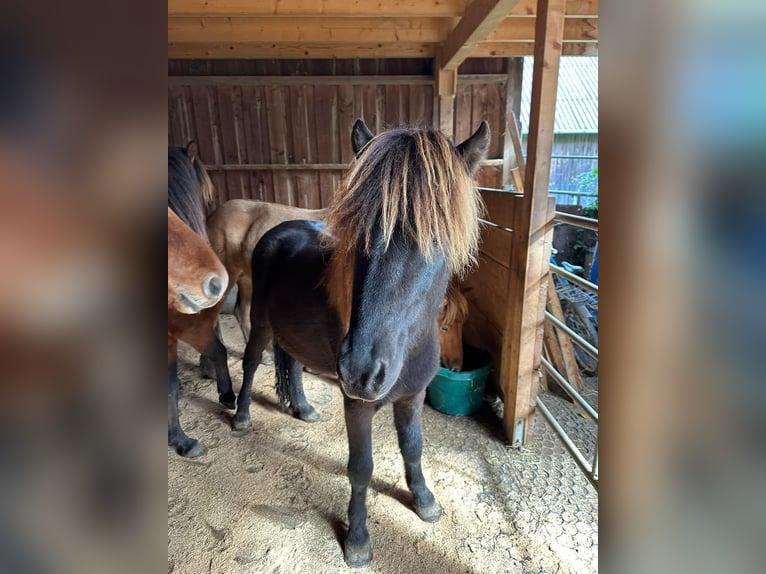 Islandpferd Wallach 2 Jahre 140 cm Rappe in Fronreute