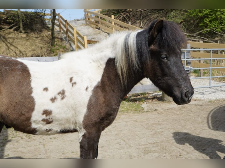 Islandpferd Wallach 2 Jahre 140 cm Schecke in Friedberg