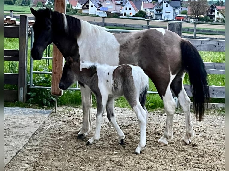 Islandpferd Wallach 2 Jahre 140 cm Schecke in Friedberg