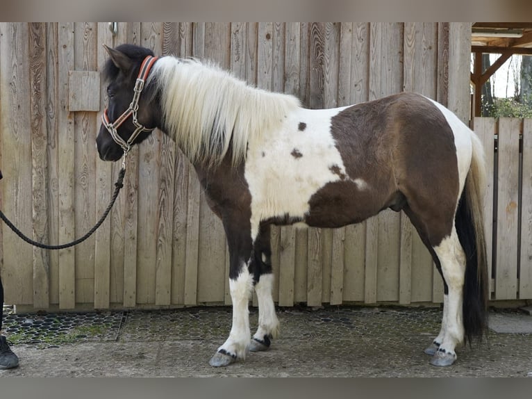 Islandpferd Wallach 2 Jahre 140 cm Schecke in Friedberg