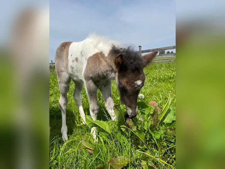 Islandpferd Wallach 2 Jahre 140 cm Schecke in Friedberg