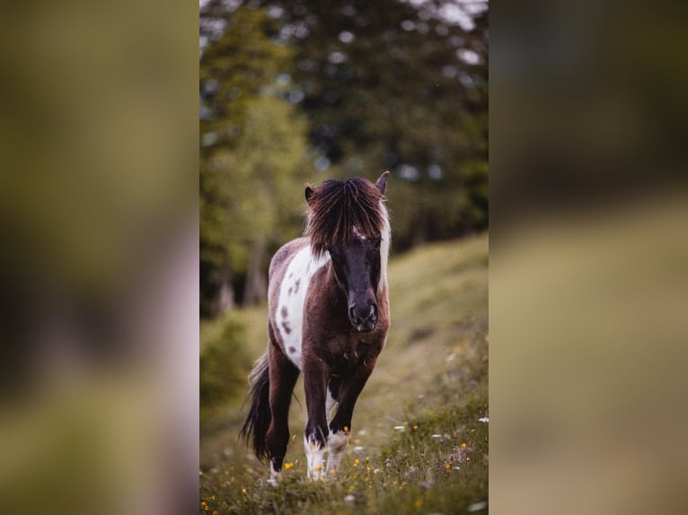 Islandpferd Wallach 2 Jahre 140 cm Schecke in Friedberg