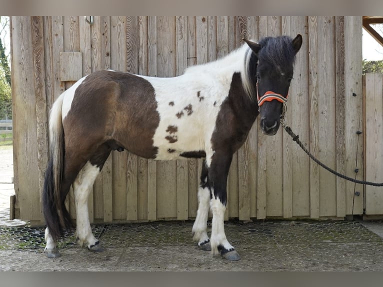 Islandpferd Wallach 2 Jahre 140 cm Schecke in Friedberg