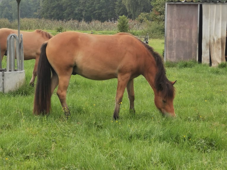 Islandpferd Wallach 2 Jahre 141 cm Brauner in Mariaposching