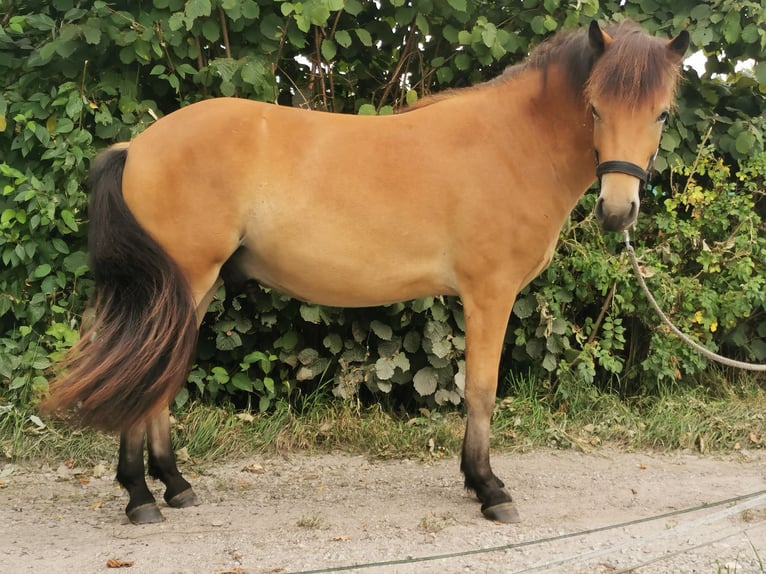 Islandpferd Wallach 2 Jahre 141 cm Brauner in Mariaposching