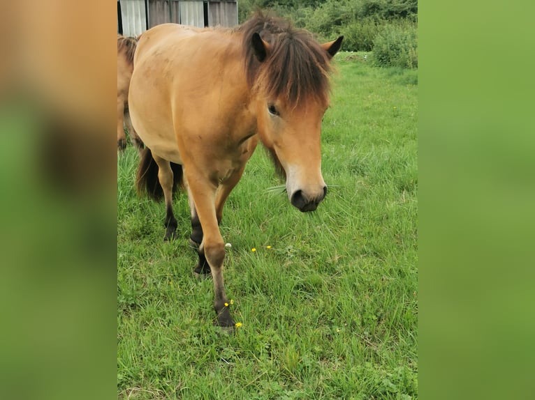 Islandpferd Wallach 2 Jahre 141 cm Brauner in Mariaposching
