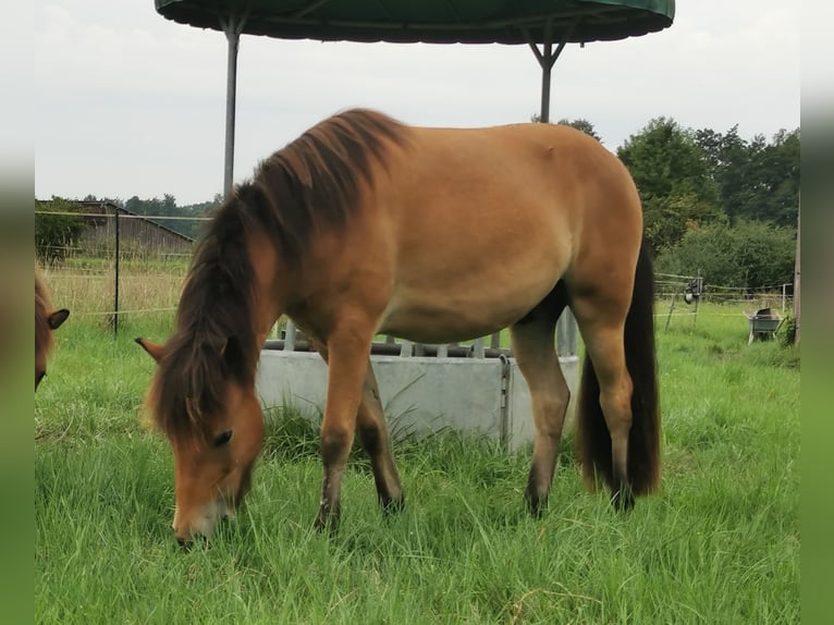 Islandpferd Wallach 2 Jahre 141 cm Brauner in Mariaposching