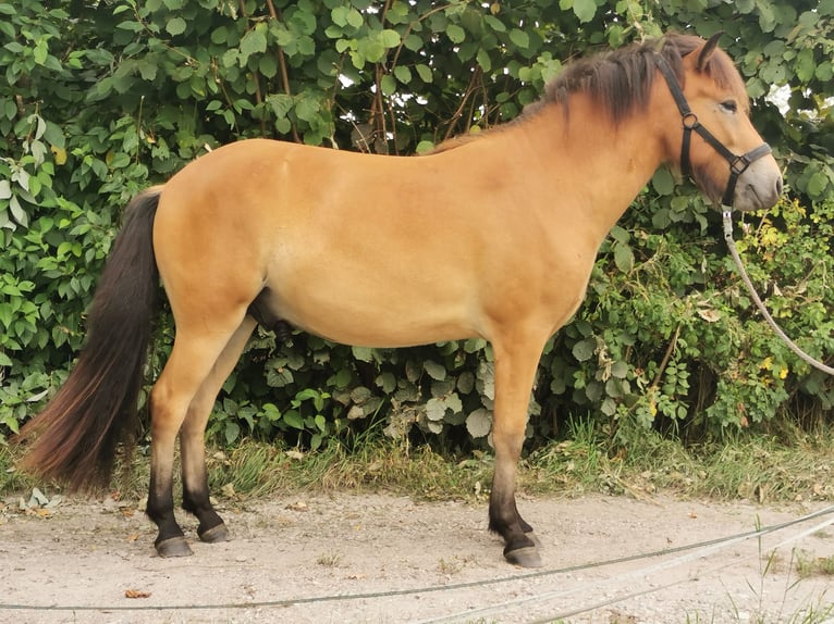 Islandpferd Wallach 2 Jahre 141 cm Brauner in Mariaposching