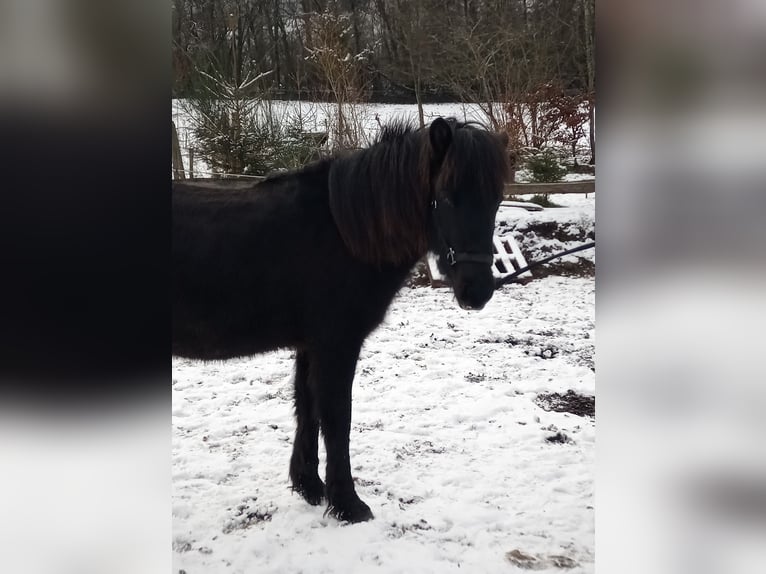 Islandpferd Wallach 2 Jahre 142 cm Roan-Blue in Lampaden