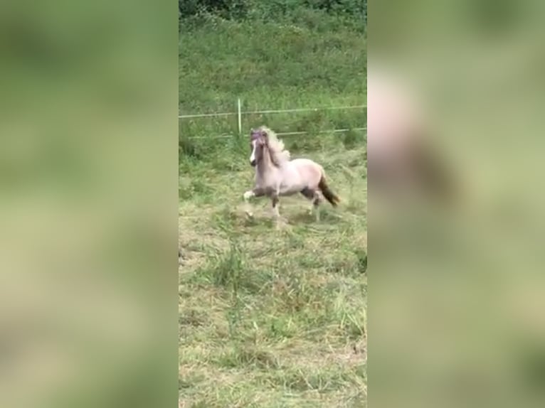 Islandpferd Wallach 2 Jahre 142 cm Schecke in Ehringshausen
