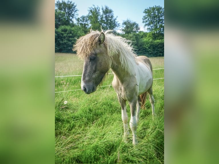 Islandpferd Wallach 2 Jahre 142 cm Schecke in Ehringshausen