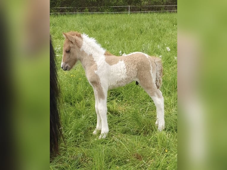 Islandpferd Wallach 2 Jahre 142 cm Schecke in Ehringshausen