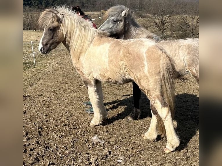 Islandpferd Wallach 2 Jahre 142 cm Schecke in Ehringshausen
