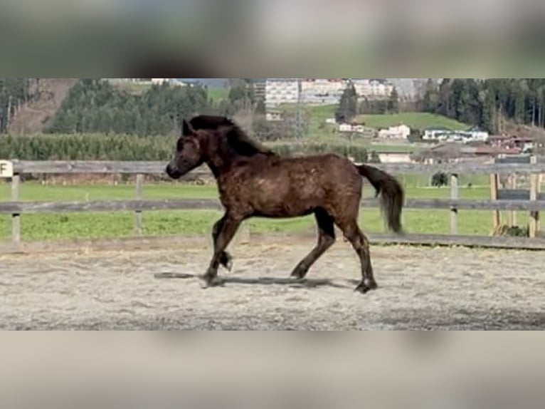 Islandpferd Wallach 2 Jahre 143 cm Rappschimmel in Kirchbichl