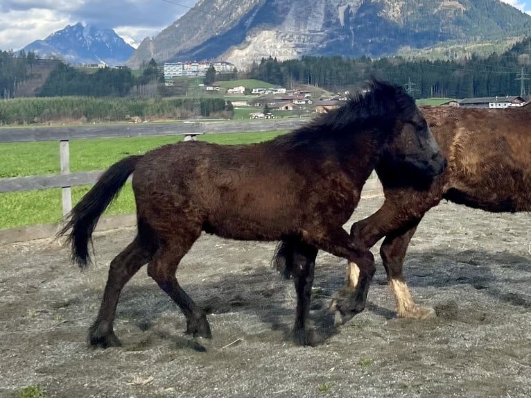 Islandpferd Wallach 2 Jahre 143 cm Rappschimmel in Kirchbichl