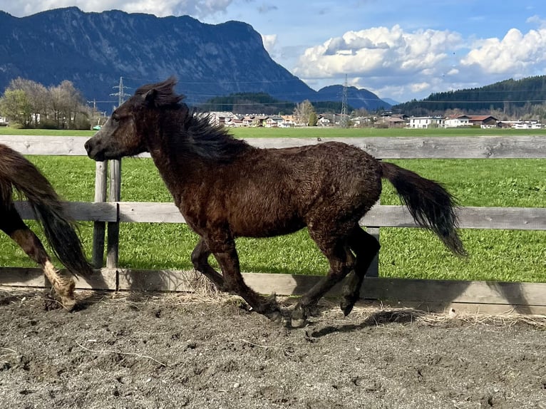 Islandpferd Wallach 2 Jahre 143 cm Rappschimmel in Kirchbichl