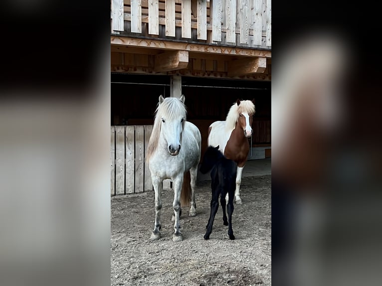 Islandpferd Wallach 2 Jahre 143 cm Rappschimmel in Kirchbichl