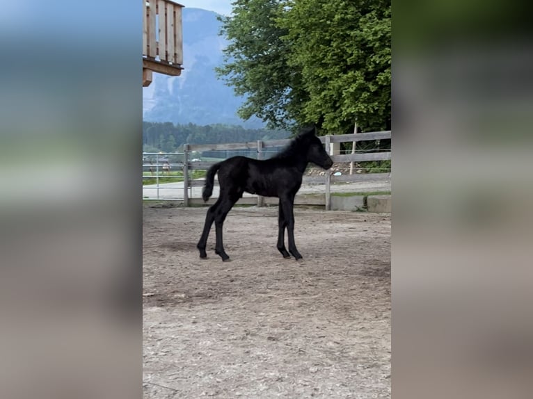 Islandpferd Wallach 2 Jahre 143 cm Rappschimmel in Kirchbichl