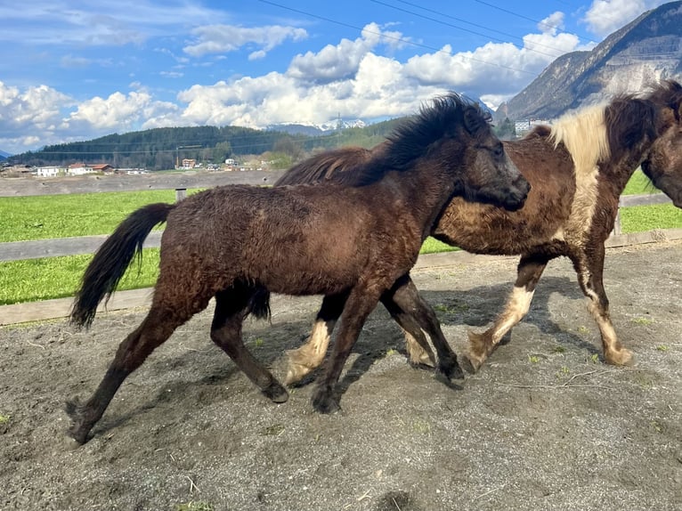 Islandpferd Wallach 2 Jahre 143 cm Rappschimmel in Kirchbichl