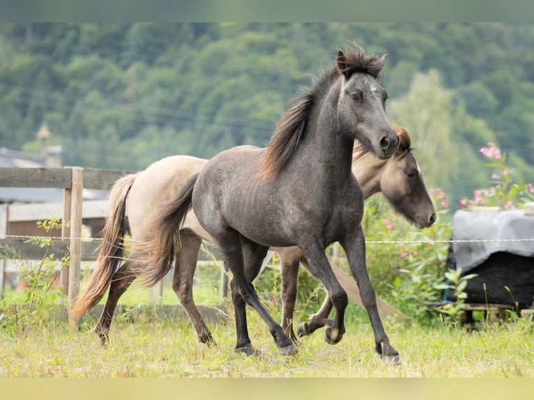 Islandpferd Wallach 2 Jahre 143 cm Rappschimmel in Kirchbichl