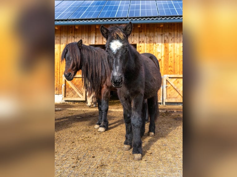 Islandpferd Wallach 2 Jahre 145 cm Rappe in Mariapfarr