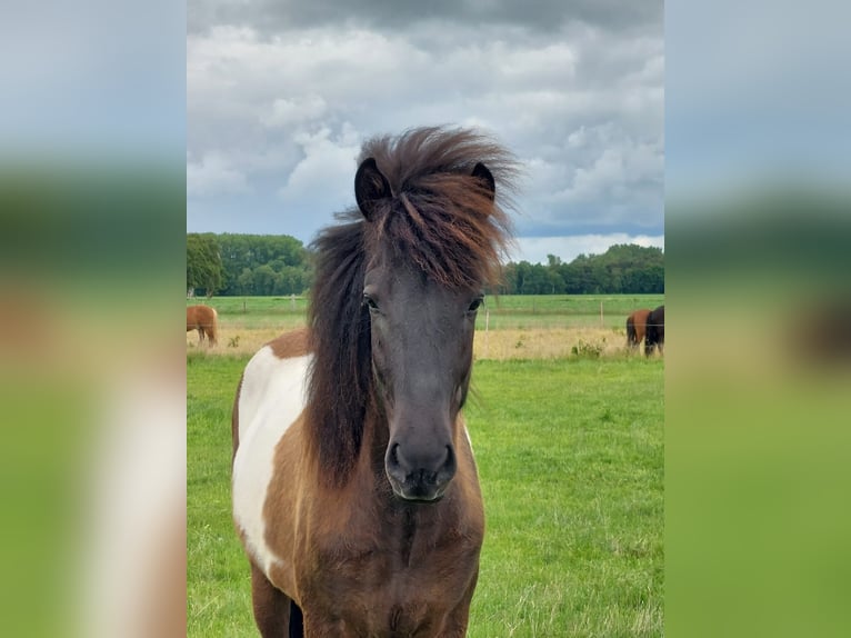 Islandpferd Wallach 2 Jahre 145 cm Schecke in Anderlingen