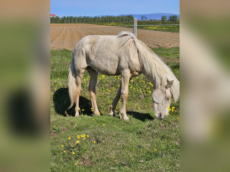 Islandpferd Wallach 2 Jahre 145 cm White in Hella
