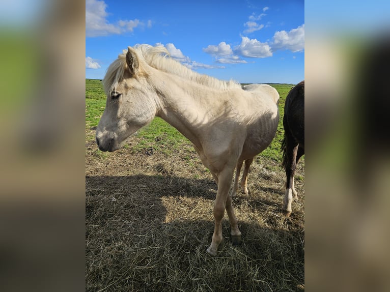 Islandpferd Wallach 2 Jahre 145 cm White in Hella