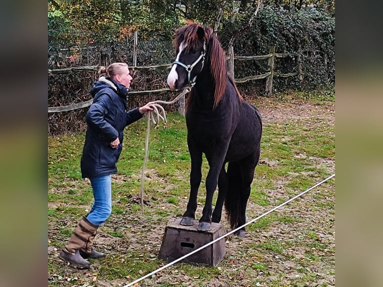 Islandpferd Wallach 2 Jahre Falbe in Kessel