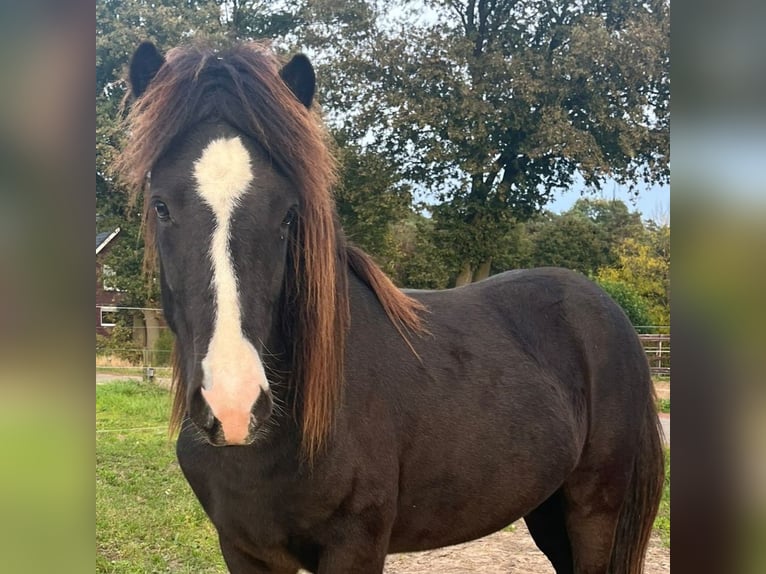 Islandpferd Wallach 2 Jahre Falbe in Kessel