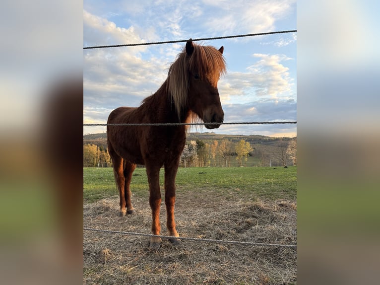 Islandpferd Wallach 2 Jahre Fuchs in Netphen