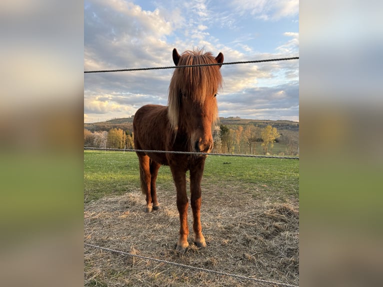 Islandpferd Wallach 2 Jahre Fuchs in Netphen