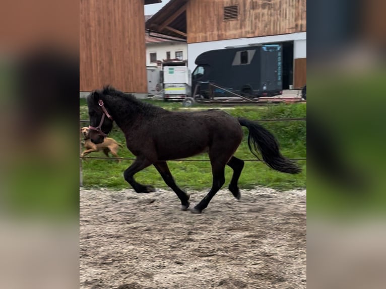 Islandpferd Wallach 3 Jahre 135 cm Brauner in Triftern