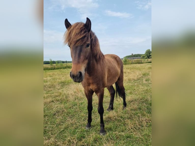 Islandpferd Wallach 3 Jahre 135 cm Dunkelbrauner in Heythuysen