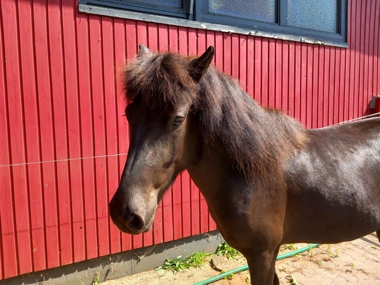 Islandpferd Wallach 3 Jahre 137 cm Rappe in Neum&#xFC;nster