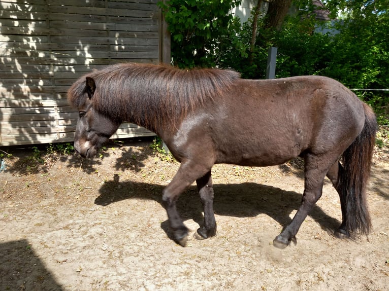 Islandpferd Wallach 3 Jahre 137 cm Rappe in Neum&#xFC;nster