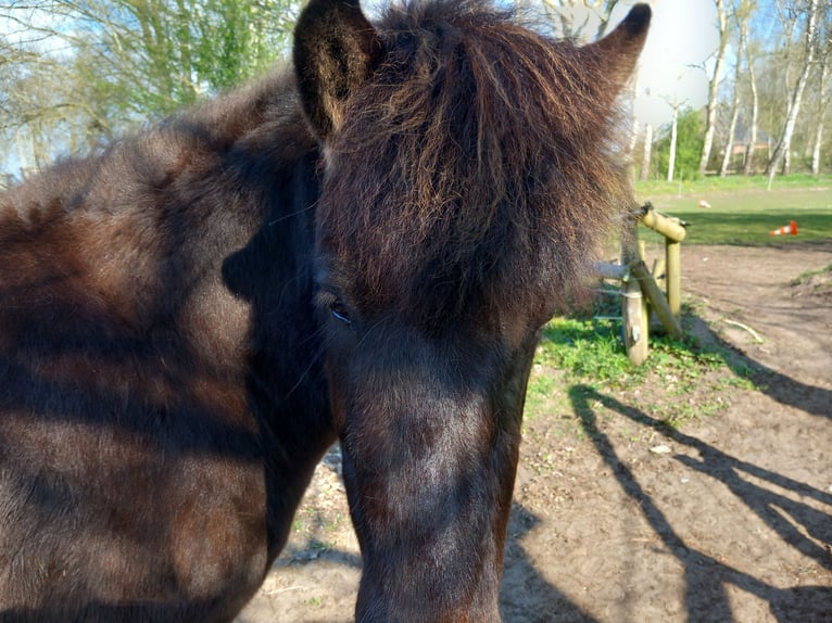 Islandpferd Wallach 3 Jahre 137 cm Rappe in Neum&#xFC;nster
