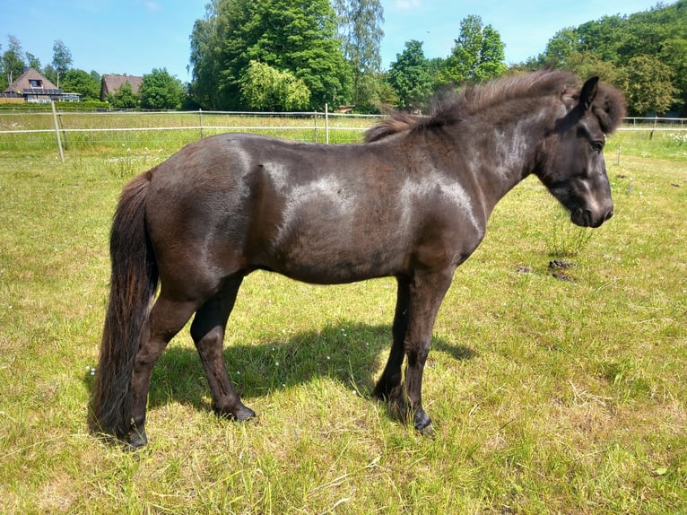 Islandpferd Wallach 3 Jahre 137 cm Rappe in Neum&#xFC;nster