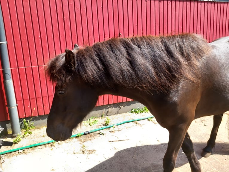 Islandpferd Wallach 3 Jahre 137 cm Rappe in Neum&#xFC;nster