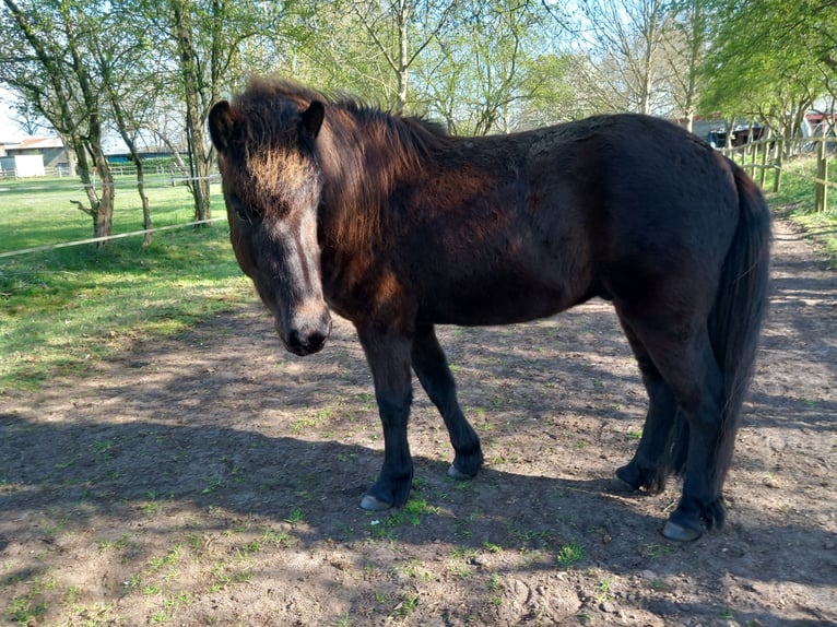 Islandpferd Wallach 3 Jahre 137 cm Rappe in Neum&#xFC;nster