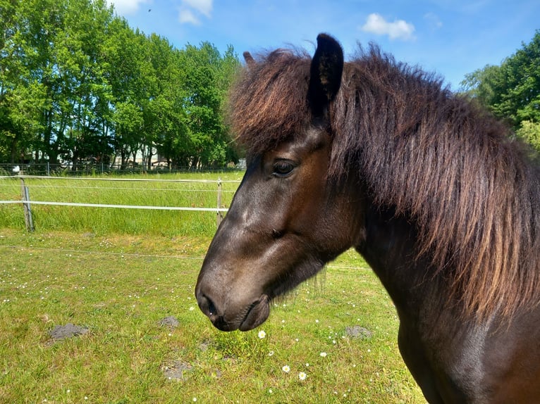 Islandpferd Wallach 3 Jahre 137 cm Rappe in Neum&#xFC;nster