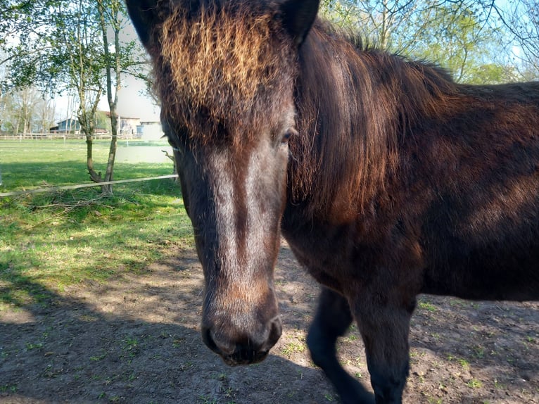Islandpferd Wallach 3 Jahre 137 cm Rappe in Neum&#xFC;nster