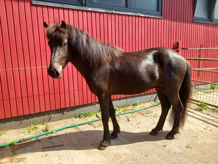 Islandpferd Wallach 3 Jahre 137 cm Rappe in Neum&#xFC;nster