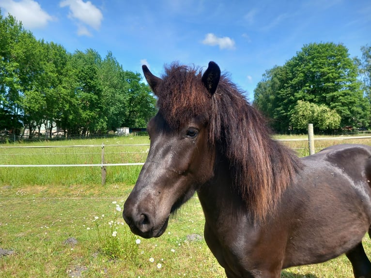 Islandpferd Wallach 3 Jahre 137 cm Rappe in Neum&#xFC;nster