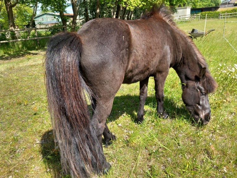 Islandpferd Wallach 3 Jahre 137 cm Rappe in Neum&#xFC;nster