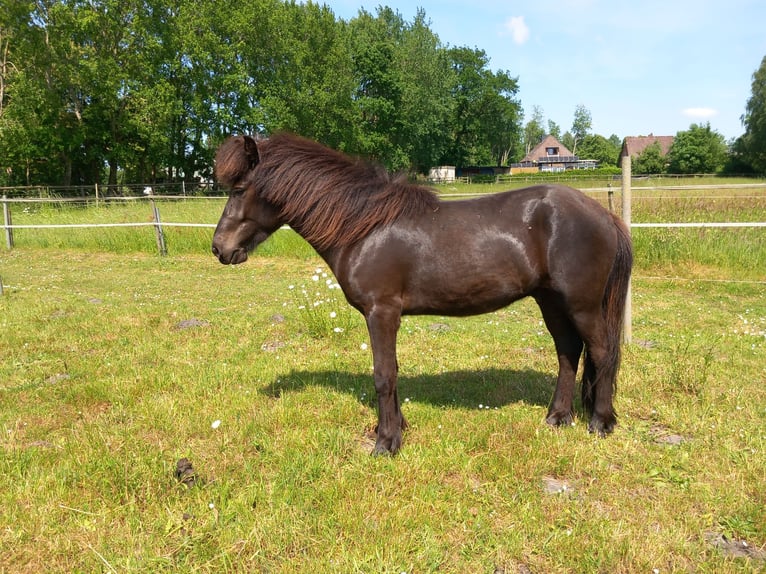 Islandpferd Wallach 3 Jahre 137 cm Rappe in Neum&#xFC;nster